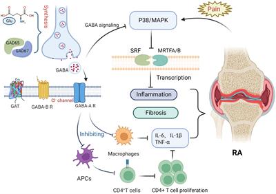 Understanding the function of the GABAergic system and its potential role in rheumatoid arthritis